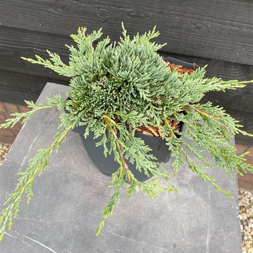 Kryp-en – Juniperus horizontalis 'Bar Harbor' - C2
